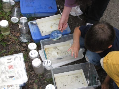 Trout Release Festival 2010 & 2011