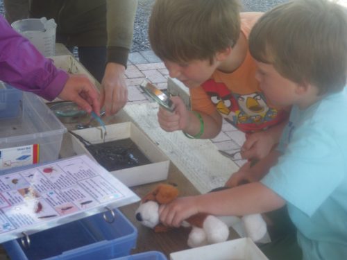 Trout Release Festival 2012 & 2013